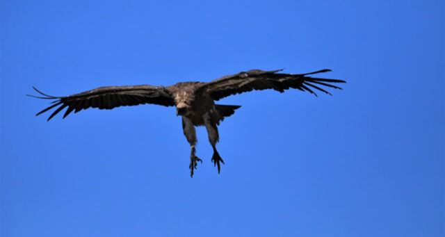 buitre leonado Bardenas