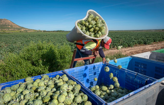 Un trabajador recolectando alcachofa de Tudela