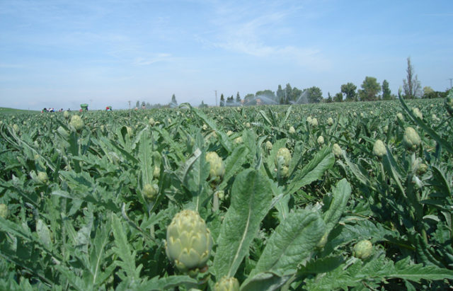 alcachofa de Tudela