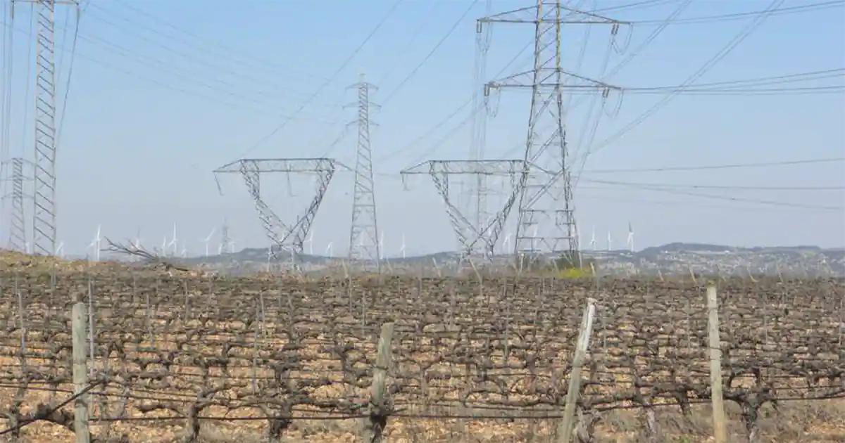 Tendido eléctrico sobre una viña del municipio