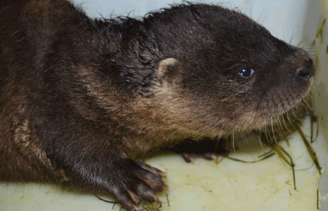 Sendaviva nutria europea