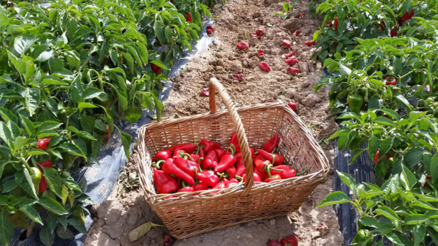 pimiento del piquillo