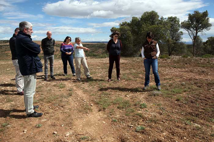 Tala de Pinos en Barcelosa